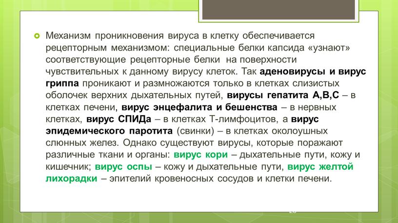 Механизм проникновения вируса в клетку обеспечивается рецепторным механизмом: специальные белки капсида «узнают» соответствующие рецепторные белки на поверхности чувствительных к данному вирусу клеток