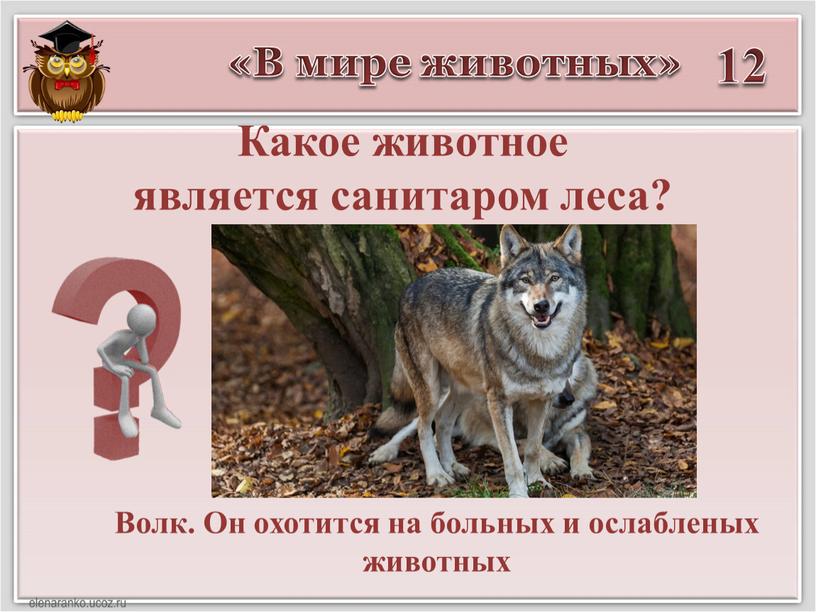 В мире животных» 12 Волк. Он охотится на больных и ослабленых животных