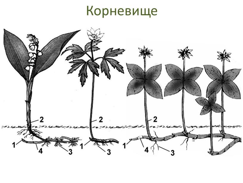 Корневище