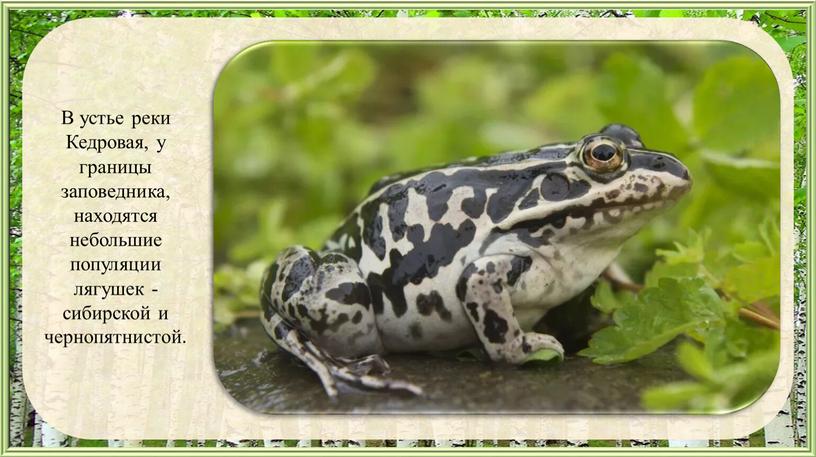 В устье реки Кедровая, у границы заповедника, находятся небольшие популяции лягушек - сибирской и чернопятнистой