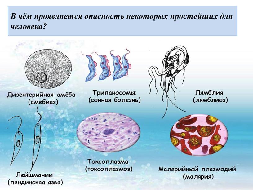 В чём проявляется опасность некоторых простейших для человека?