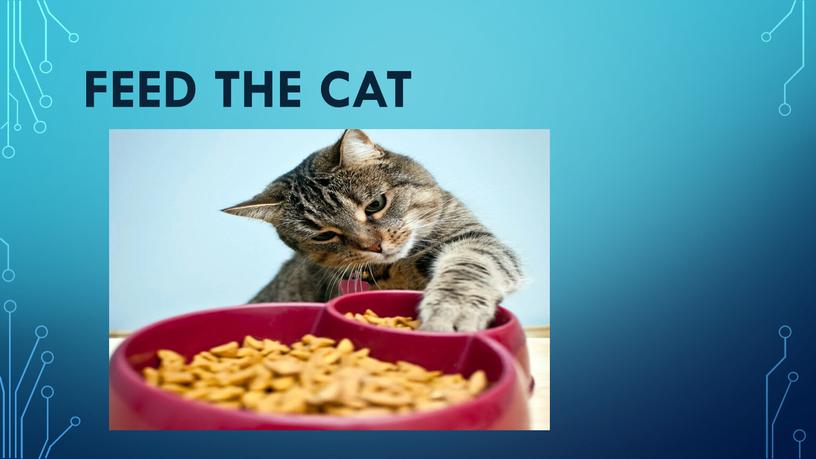 feed the cat