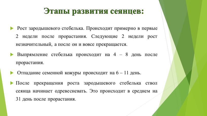 Рост зародышевого стебелька. Происходит примерно в первые 2 недели после прорастания