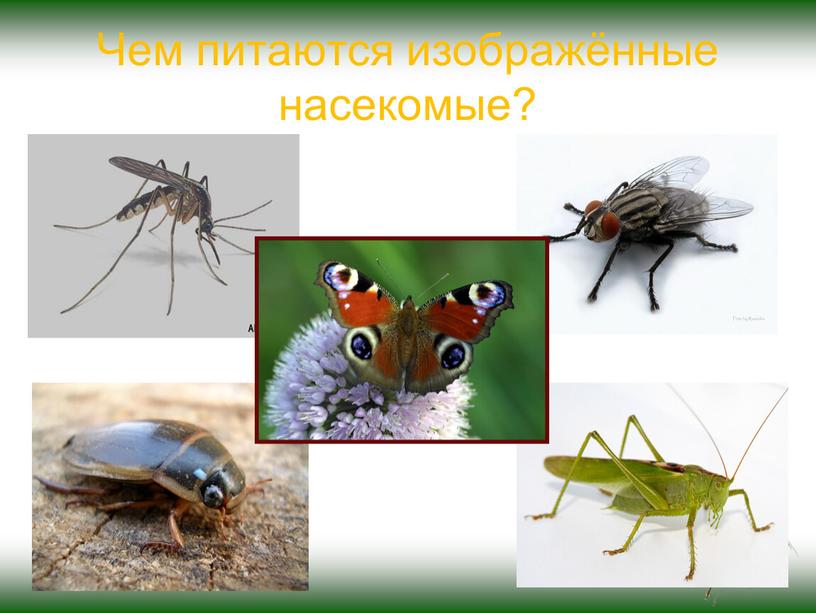 Чем питаются изображённые насекомые?