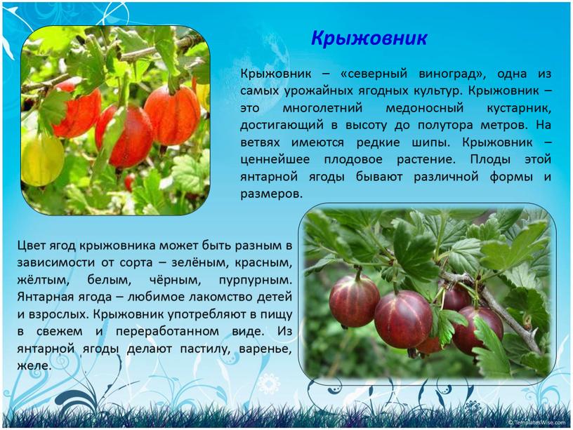 Крыжовник – «северный виноград», одна из самых урожайных ягодных культур