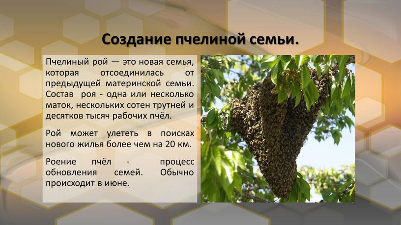 Создание пчелиной семьи. Пчелиный рой — это новая семья, которая отсоединилась от предыдущей материнской семьи