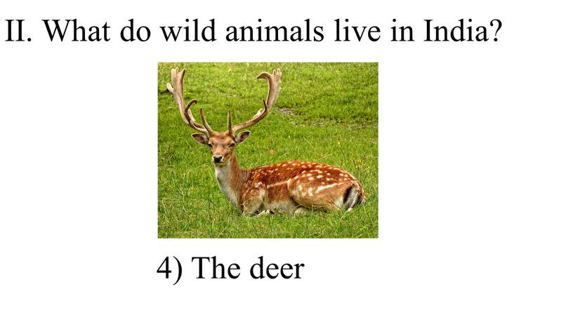 II. What do wild animals live in