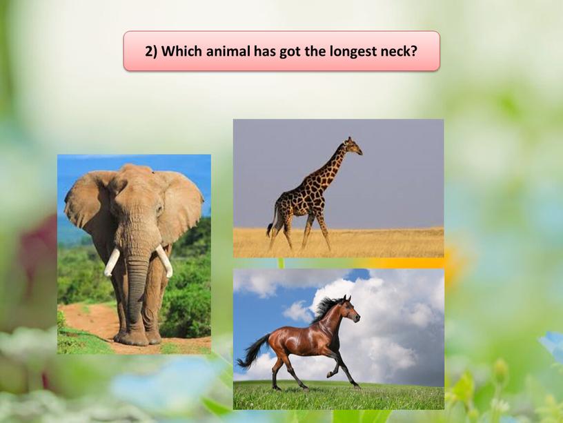 Which animal has got the longest neck?