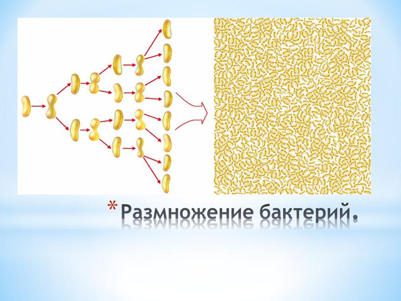 Размножение бактерий.