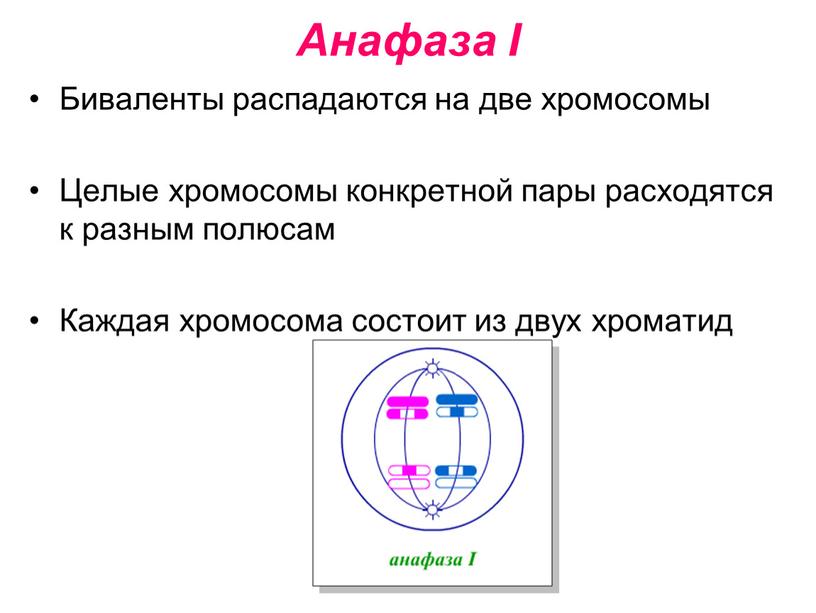 Анафаза I Биваленты распадаются на две хромосомы