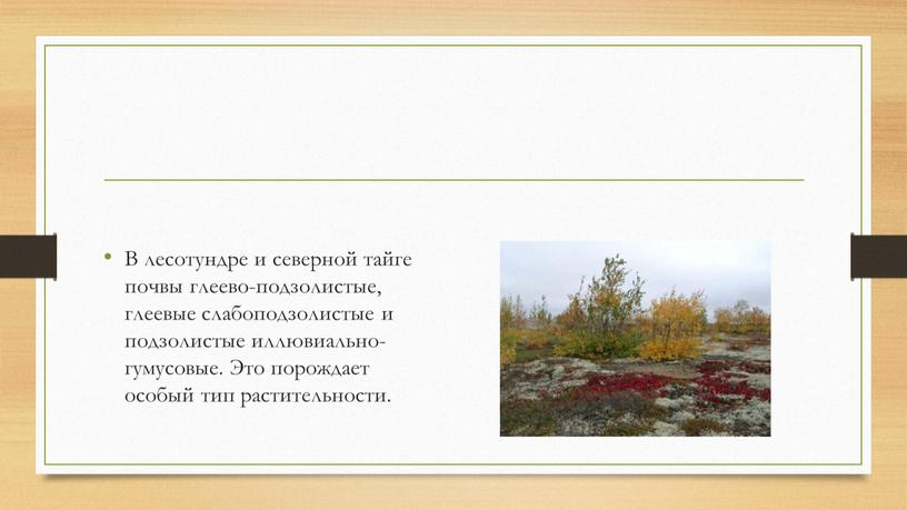 В лесотундре и северной тайге почвы глеево-подзолистые, глеевые слабоподзолистые и подзолистые иллювиально-гумусовые