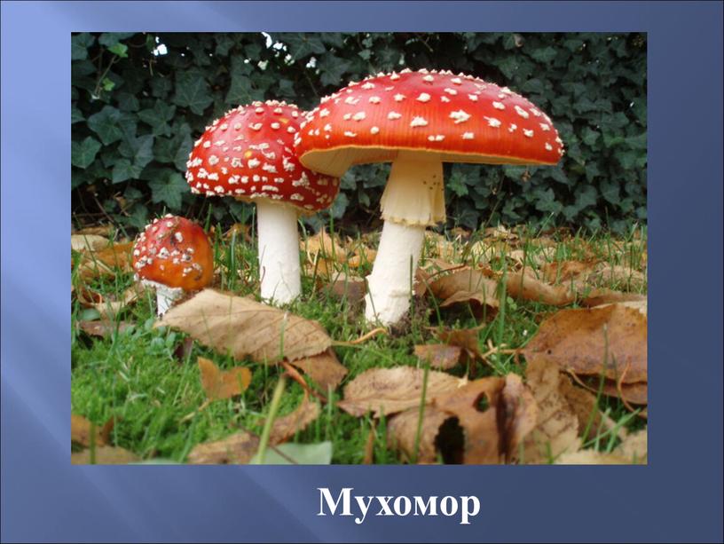 Мухомор