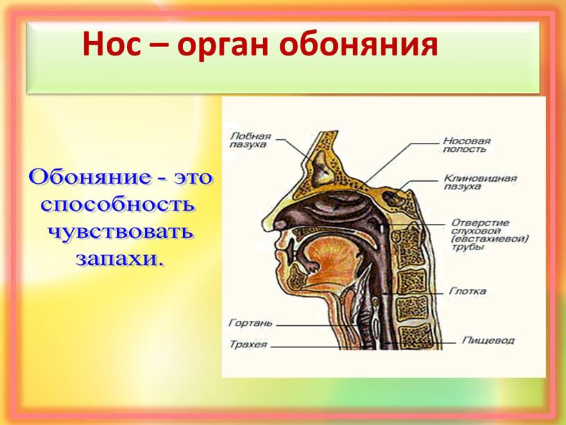 Нос – орган обоняния Обоняние - это способность чувствовать запахи