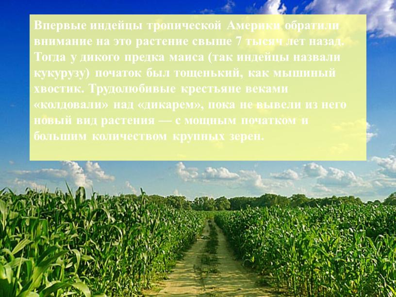 Впервые индейцы тропической Америки обратили внимание на это растение свыше 7 тысяч лет назад