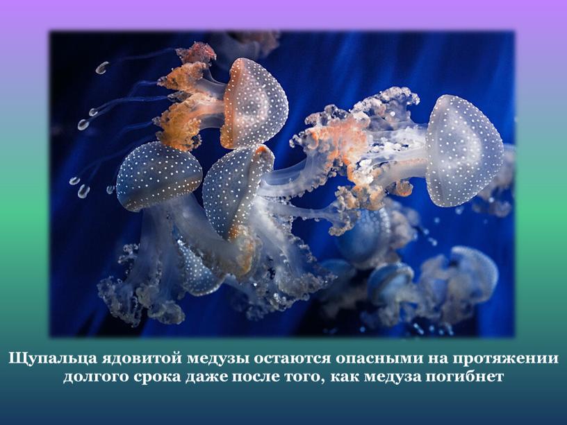 Щупальца ядовитой медузы остаются опасными на протяжении долгого срока даже после того, как медуза погибнет