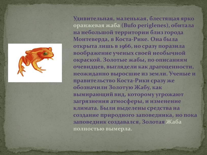 Удивительная, маленькая, блестящая ярко оранжевая жаба (Bufo periglenes), обитала на небольшой территории близ города