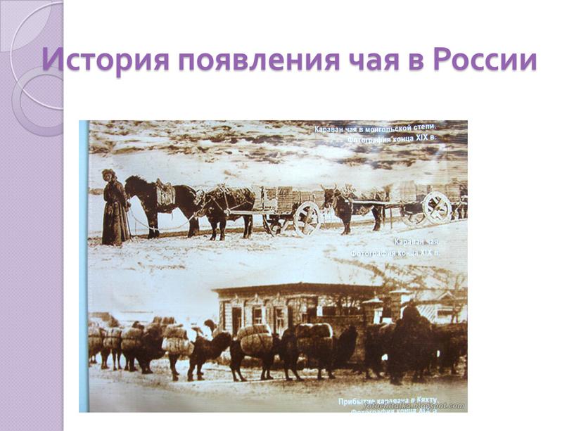 История появления чая в России