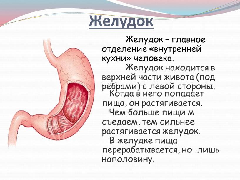 Желудок – главное отделение «внутренней кухни» человека