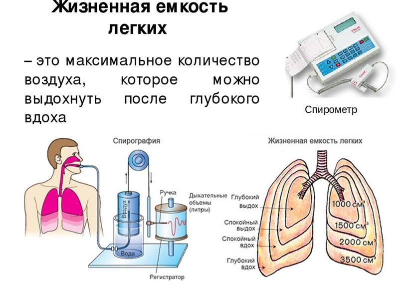 Разработка урока "Жизненная емкость легких.Реанимация."