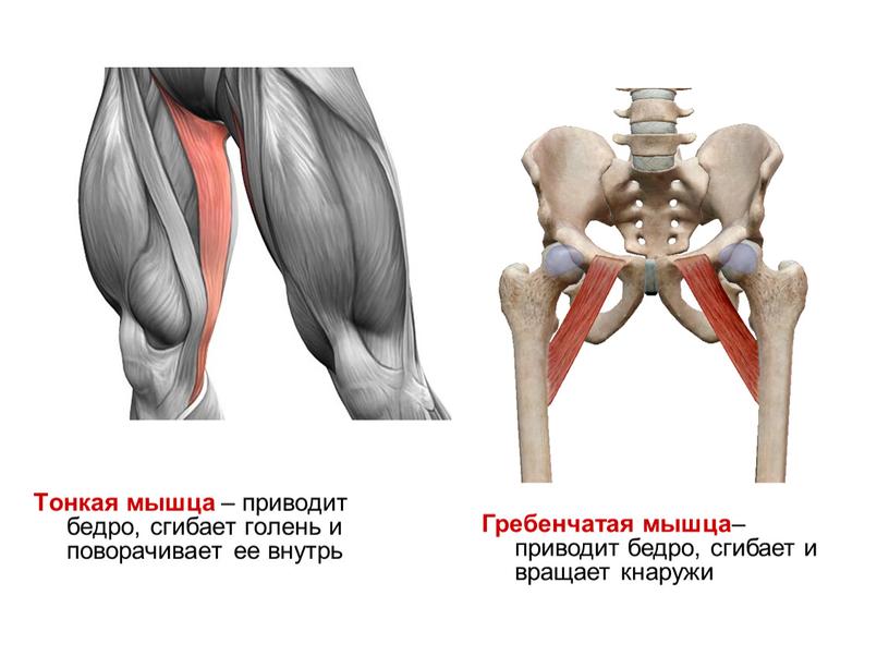 Тонкая мышца – приводит бедро, сгибает голень и поворачивает ее внутрь