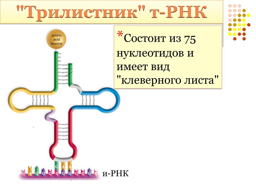 Трилистник" т-РНК и-РНК *Состоит из 75 нуклеотидов и имеет вид "клеверного листа"