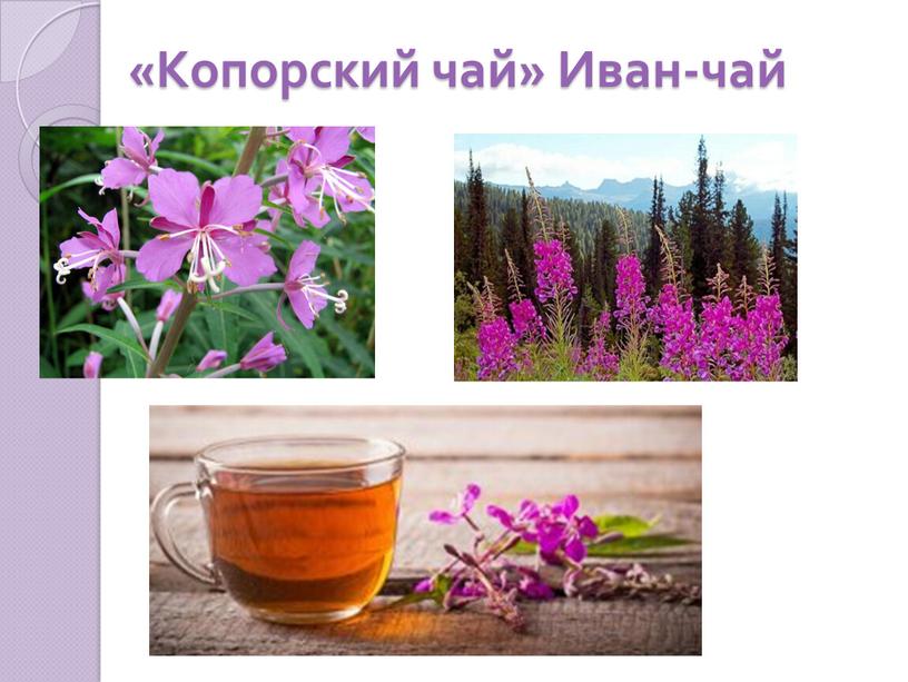 «Копорский чай» Иван-чай