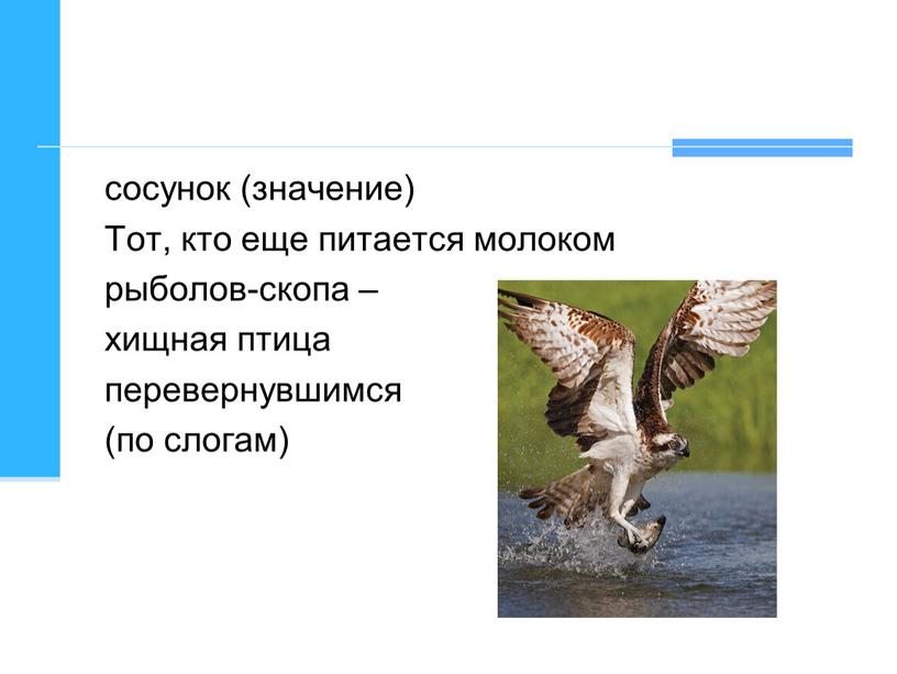 Тот, кто еще питается молоком рыболов-скопа – хищная птица перевернувшимся (по слогам)