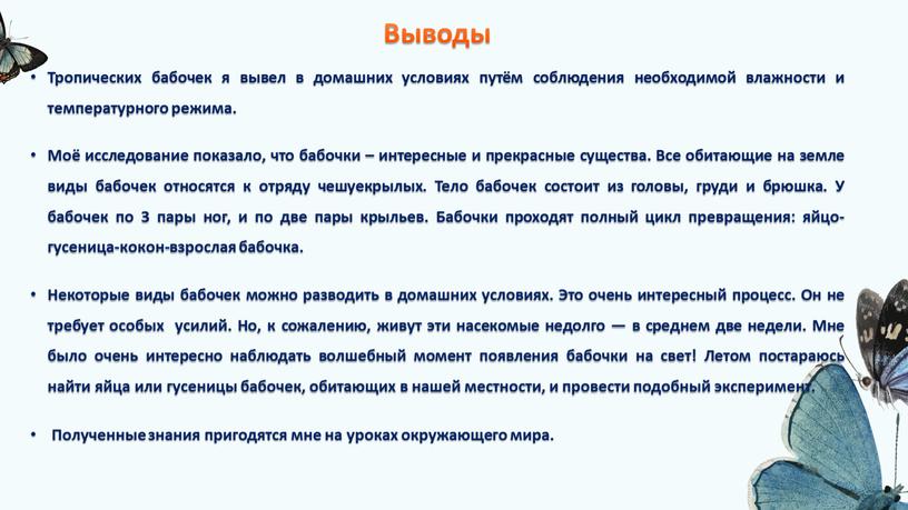 Выводы Тропических бабочек я вывел в домашних условиях путём соблюдения необходимой влажности и температурного режима