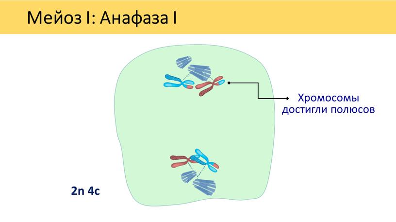 Мейоз I: Анафаза I Хромосомы достигли полюсов 2n 4c