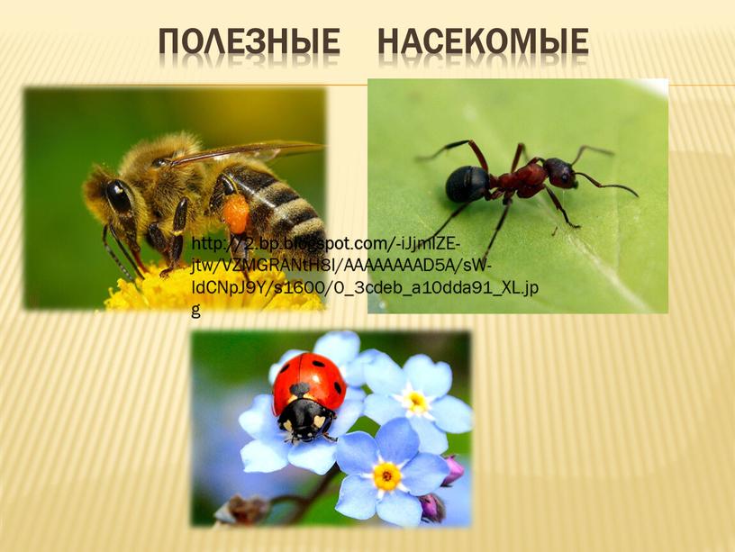 Полезные насекомые http://2