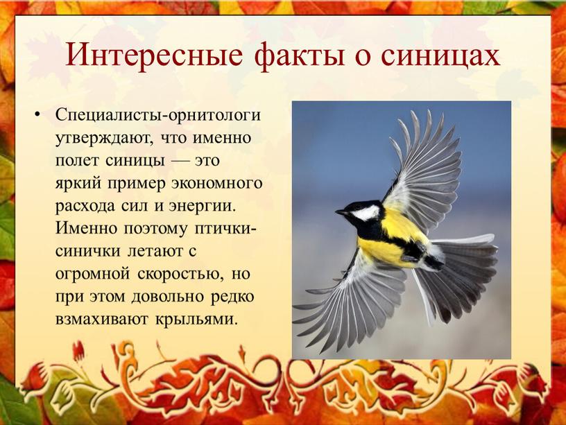 Интересные факты о синицах Специалисты-орнитологи утверждают, что именно полет синицы — это яркий пример экономного расхода сил и энергии