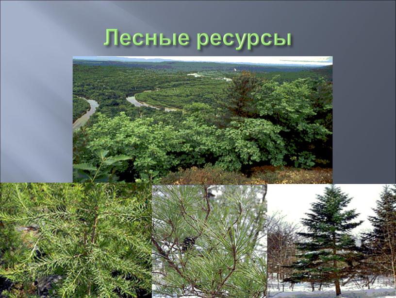 Лесные ресурсы