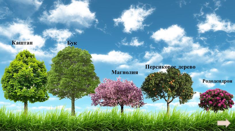 Каштан Бук Магнолия Персиковое дерево