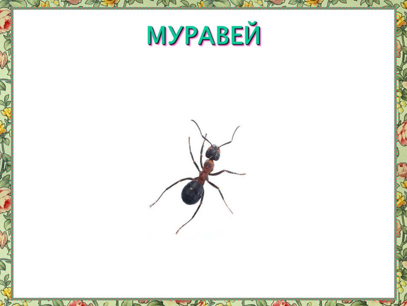 МУРАВЕЙ