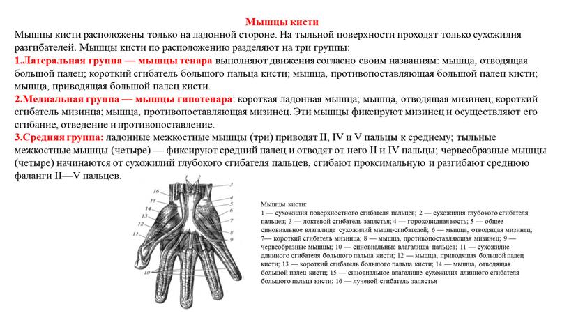 Мышцы кисти Мышцы кисти расположены только на ладонной стороне