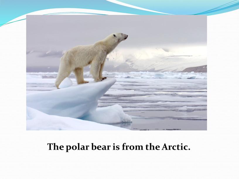 The polar bear is from the Arctic