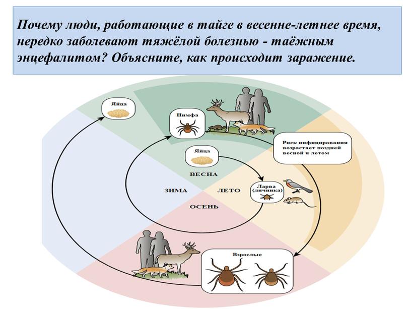 Почему люди, работающие в тайге в весенне-летнее время, нередко заболевают тяжёлой болезнью - таёжным энцефалитом?