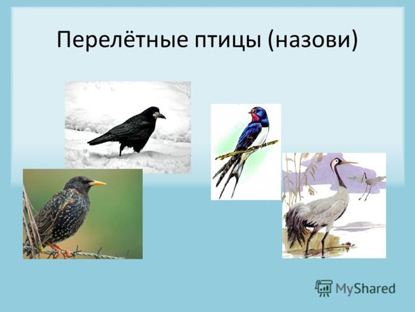 Презентация "Перелетные птицы"