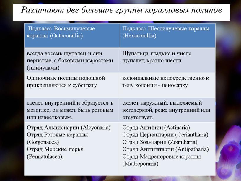 Различают две большие группы коралловых полипов