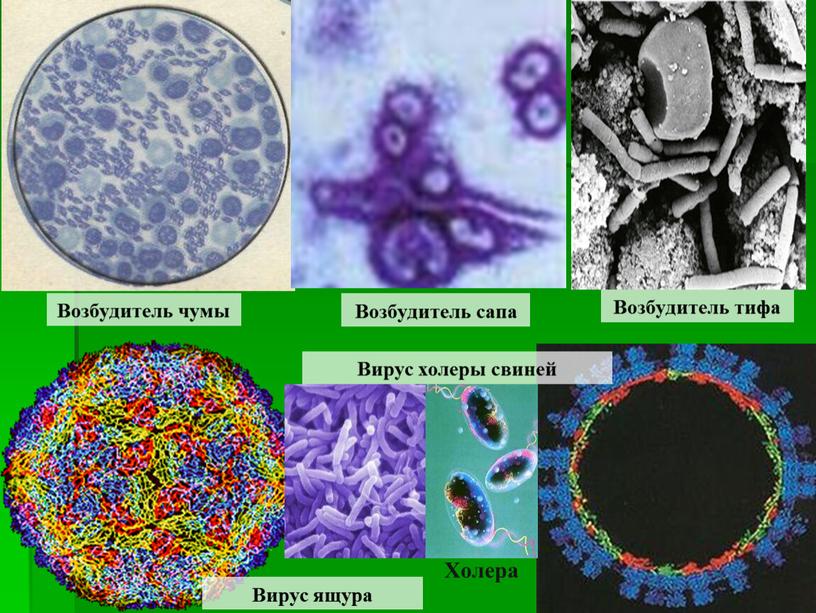 Возбудитель чумы Возбудитель сапа
