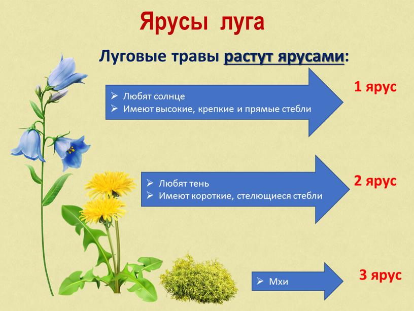 Ярусы луга Луговые травы растут ярусами: 1 ярус 2 ярус 3 ярус