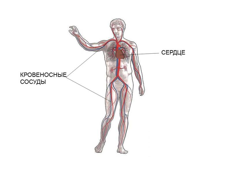 СЕРДЦЕ КРОВЕНОСНЫЕ СОСУДЫ