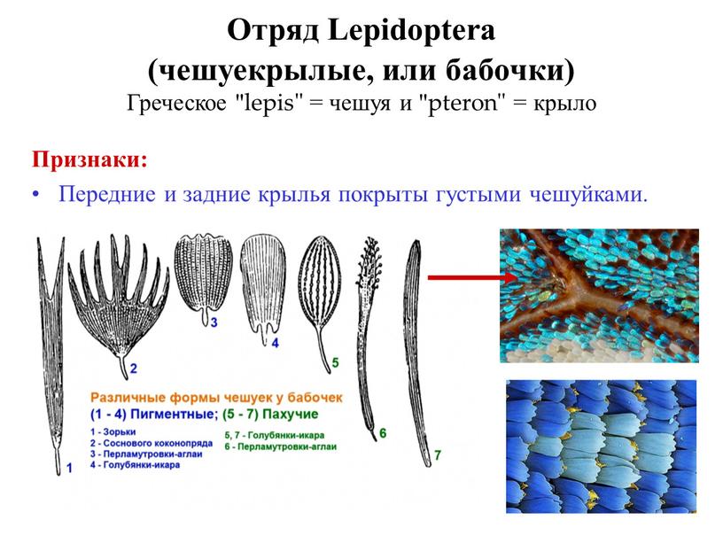 Отряд Lepidoptera (чешуекрылые, или бабочки)