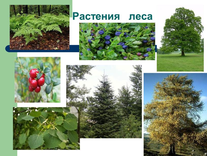Растения леса
