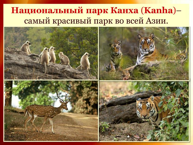 Национальный парк Канха ( Kanha )– самый красивый парк во всей