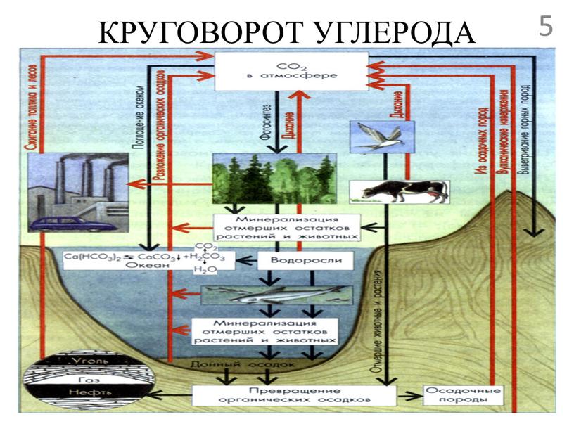 КРУГОВОРОТ УГЛЕРОДА 5