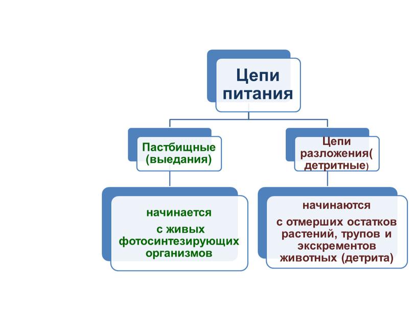 Пищевые цепи, 5 класс, биология