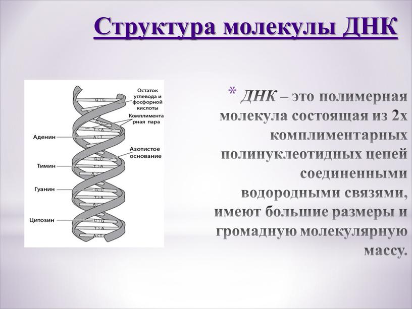 ДНК – это полимерная молекула состоящая из 2х комплиментарных полинуклеотидных цепей соединенными водородными связями, имеют большие размеры и громадную молекулярную массу