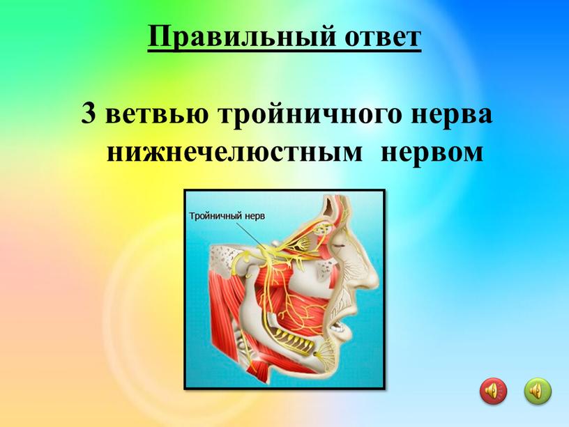 3 ветвью тройничного нерва нижнечелюстным нервом Правильный ответ