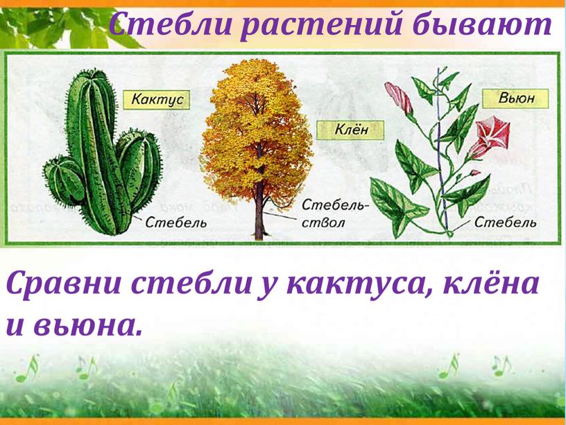Стебли растений бывают разные Сравни стебли у кактуса, клёна и вьюна